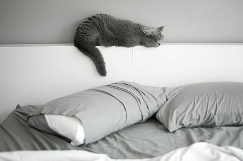 Kot brytyjski z krótkimi włosami drzemiący na zagłówku łóżka
