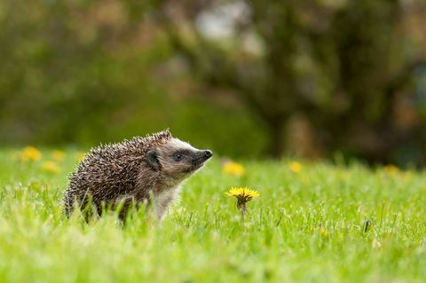 Jeż na łące z dandelion kwiatem