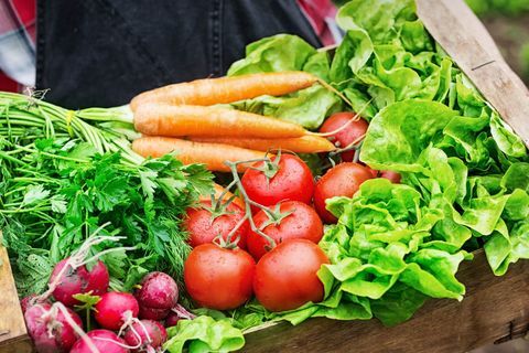 Ręce trzyma ruszt pełen świeżych warzyw: Ręce trzyma skrzynię pełną świeżych i surowych warzyw - marchew, pomidor, rzepa, pietruszka, koperek i sałata. Pole z sałat roślinami na tle.