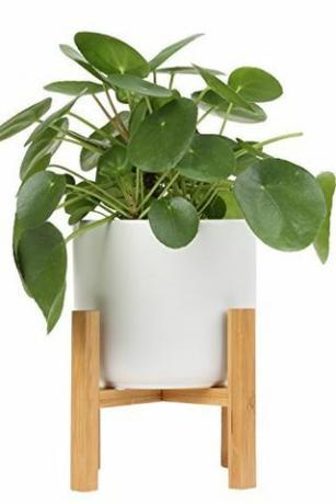 Pilea Peperomioides w doniczce