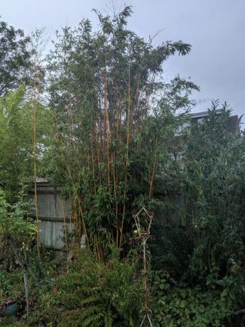 inwazyjny bambus w ogrodzie
