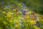 Jak kwiaty mogą zmniejszyć zużycie pestycydów