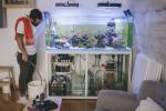 Akwarium domowe: akwarium to w zasadzie żywa sztuka dla Twojego domu — oto jak je zachować