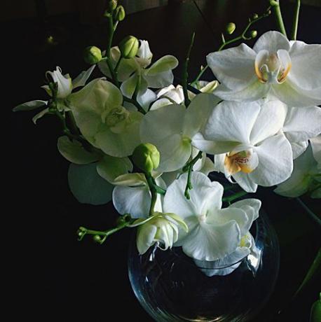 Close-Up świeżych Białych Orchidei W Wazonie Na Czarnym Tle