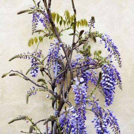 hakery ogrodowe wisteria