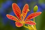 Zaskakujące fakty na temat lilii