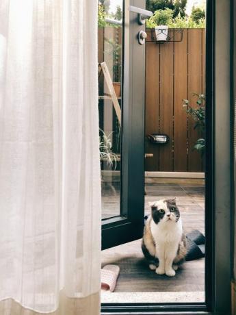 Kot siedzi przy drzwiach w domu