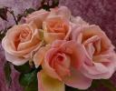 Sweet Syrie Rose pojawia się na RHS Chelsea Flower Show