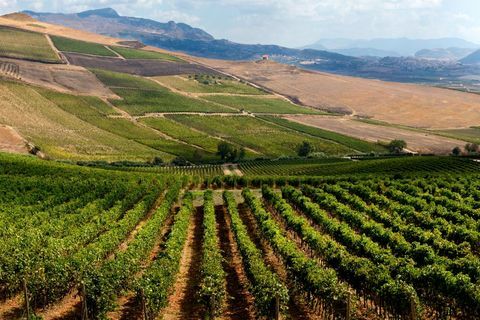 Winnice Planeta. Sambuca di Sicilia. Wine Estate dell'Ulmo. Sycylia Włochy. Europa