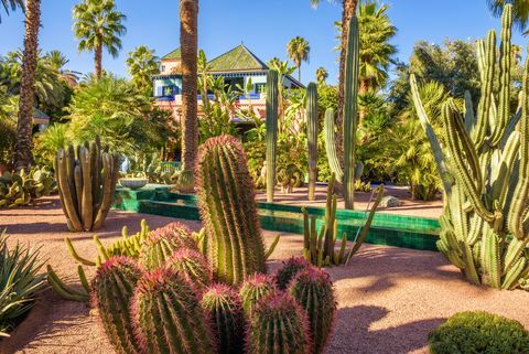 Ogród botaniczny Jardin Majorelle w Marrakeszu