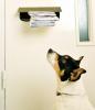 Royal Mail twierdzi, że w tym roku doszło do 2500 ataków psów na pracowników pocztowych