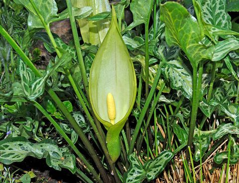 ogród trucizny: arum maculatum