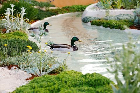 Kaczki pływają na wodzie w Dubai Majlis Garden podczas RHS Chelsea Flower Show w Londynie, we wtorek 21 maja 2019 r.