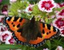 10 roślin wytwarzających nektar, które pomogą stworzyć ogród motyli