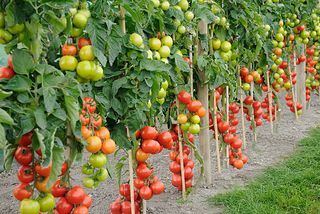 rząd pomidorów cherry