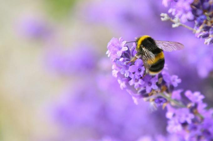 angielskie rośliny lawendy zapylające pszczoły