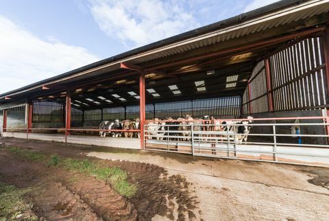 Hesket Farm - Cumbria - krowy - najlepsze właściwości