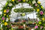 W lipcu powracają pokazy kwiatów w Hampton Court i Tatton Park