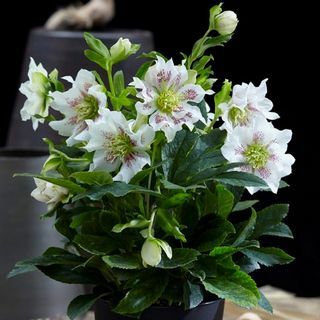 Helleborus orientalis Roślina Hello Pearl