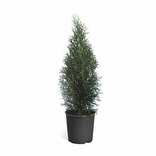 Szmaragdowo-zielone drzewo Arborvitae Evergreen