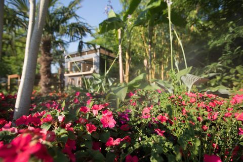 „B&Q Bursting Busy Lizzie Garden” - RHS Hampton Court Palace Flower Show 2018