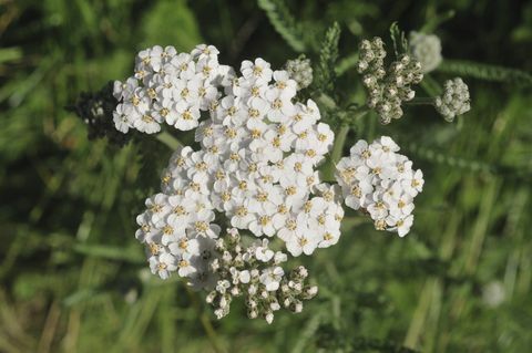 Kwiat krwawnika (Achillea millefolium)