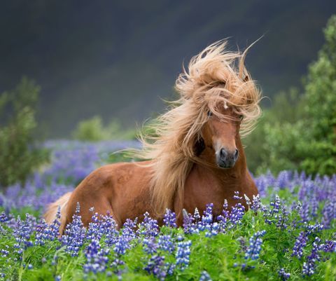 konie z wielkimi włosami