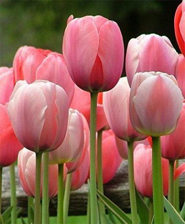20 cebul tulipanowych