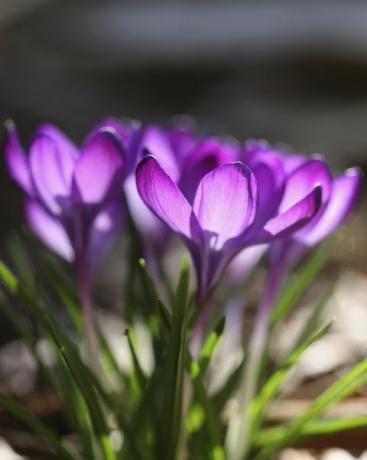 krokus, odmiana krokusa grupa fioletowych krokusów ze światłem słonecznym wpadającym przez płatki odwróconych, otwartych kwiatów zdjęcie przez flowerphotosuniversal images grupa poprzez getty images