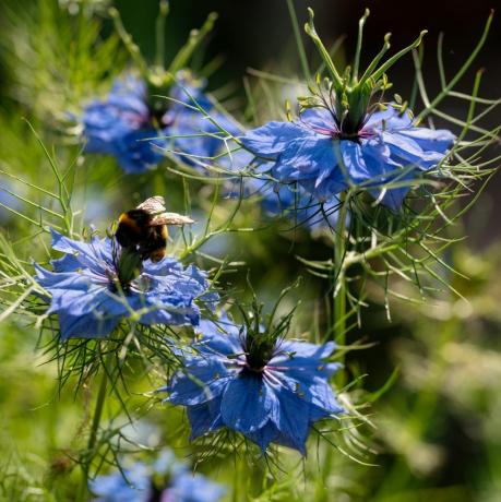 nigella damascena rosnąca w angielskim ogrodzie pszczoła wylądowała na jednym kwiatku