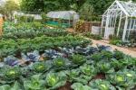 RHS Hampton: Jak wyhodować własny ogródek działkowy bez kopania
