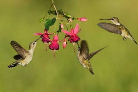 kolibra czarna chinned archilochus aleksandri samice karmiące kwitnącą fuksją, wzgórze, texas, usa