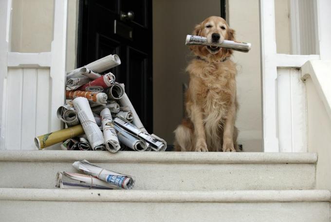 Pies golden retriever siedzi przy drzwiach wejściowych i trzyma gazetę