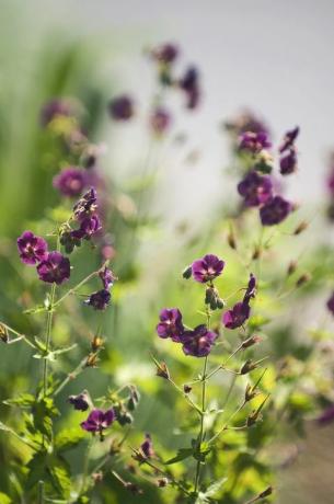 Herdy Geranium phaeum „Samobor”