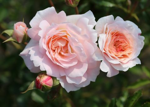 Rosa Sarah Elizabeth („Athyfgrafos”) - RHS Hampton Court Palace Flower Show 2018