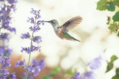 kwadratowy wizerunek kolibra karmiącego fioletowymi kwiatami