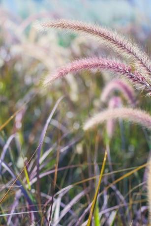 pole dzikiej pszenicy trawa tło natura