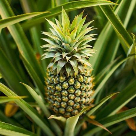 Jadalna roślina ananasowa - Ananas comosus