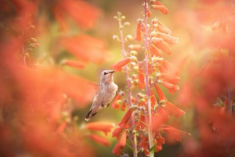 samica kolibra z czarną brodą w locie, zbierająca nektar z kardynalnych kwiatów