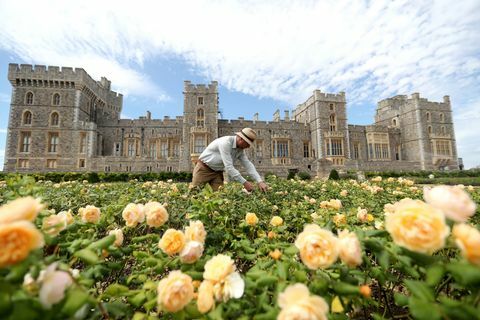 Wschodni tarasowy ogród zamku Windsor otwiera się na publiczną fotokomórkę