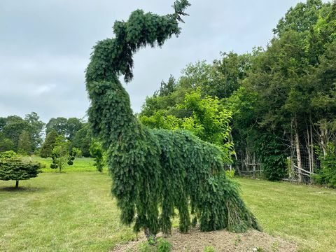 arboretum szaleństwa, widziane w ogrodzie gildii 2021 jako wydarzenie artystyczne art