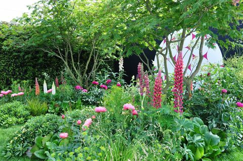 bujne, wibrujące, różowe kwiaty łubinu i piwonii w ogrodzie pokazowym na wystawie Royal Horticultural Society Chelsea Flower Show 2017