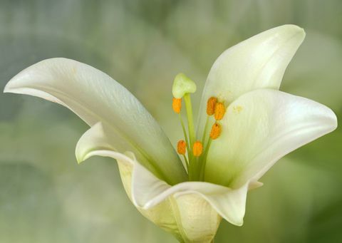 Lilium candidum lub Madonna Lily, to roślina z rodzaju Lilium, jedna z prawdziwych lilii. Pochodzi z Bałkanów i Azji Zachodniej.