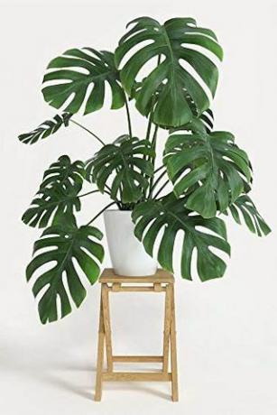 Monstera Deliciosa, 3 galony