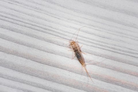 firebrat thermobia domestica, gatunek owada rybikowatego lepisma saccharina w normalnym środowisku