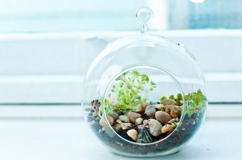 Miniaturowe terrarium w ogrodzie skalnym z małymi sukulentami.