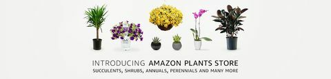 rośliny, amazon.com