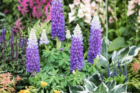 RHS Chatsworth Flower Show 2017 - Oscar Plants
