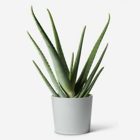 Roślina Aloe Vera