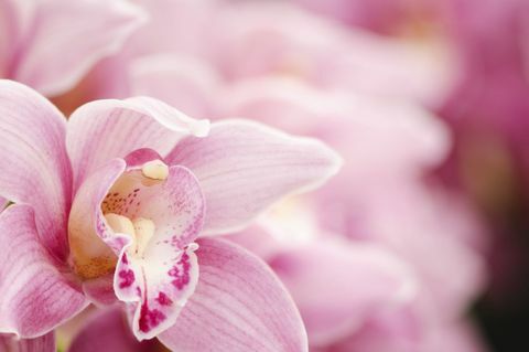 Zakończenie Różowa Cymbidium orchidea